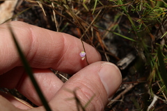 Utricularia lateriflora