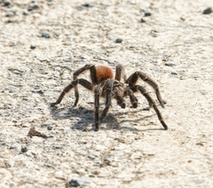Acanthoscurria