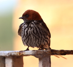 Cecropis abyssinica