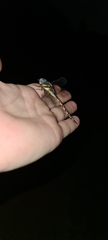 Anaciaeschna jaspidea