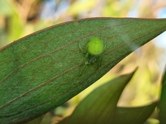 Araneus circulissparsus