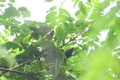 Psilopogon rafflesii