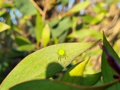 Araneus circulissparsus