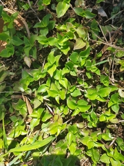 Callisia repens
