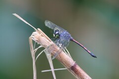 Agrionoptera insignis