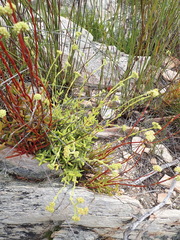 Crassula mollis