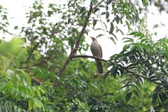 Pycnonotus zeylanicus