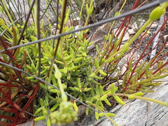 Crassula mollis