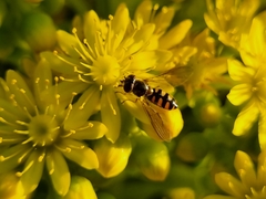 Melangyna viridiceps