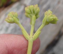 Crassula mollis