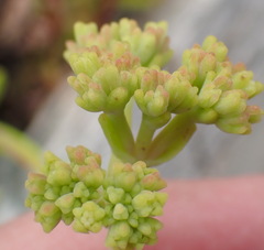 Crassula mollis