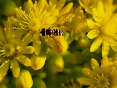 Melangyna viridiceps