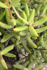 Crassula mollis