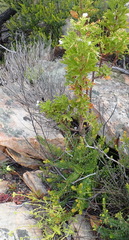 Pelargonium ribifolium