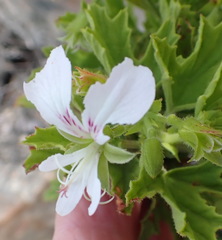Pelargonium ribifolium
