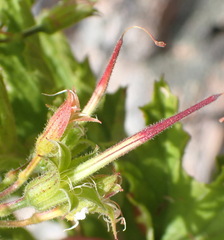 Pelargonium ribifolium