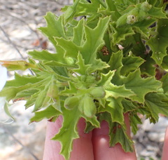 Pelargonium ribifolium