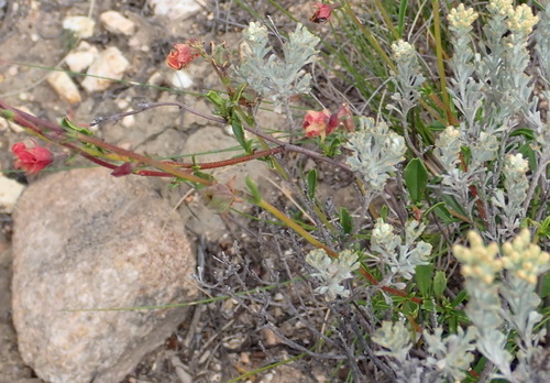 Image of Hermannia flammea by (c) Nicola van Berkel, some rights reserved (CC BY-SA)