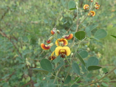Goodia medicaginea