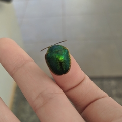 Polychalca punctatissima