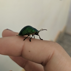 Polychalca punctatissima