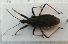 Rhynocoris annulatus