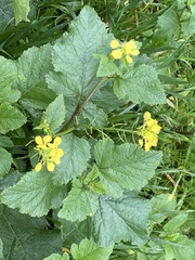 Rhamphospermum arvense