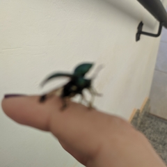 Polychalca punctatissima