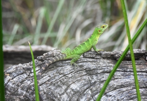 San Esteban Island × Sonoran Spiny-tailed Iguana