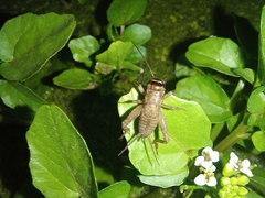 Teleogryllus occipitalis