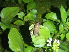 Teleogryllus occipitalis