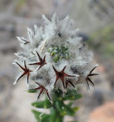 Phyliceae