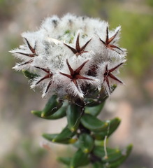 Phyliceae