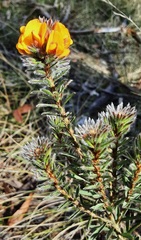Pultenaea canescens