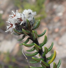 Phyliceae