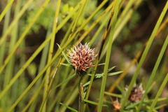 Pultenaea paleacea