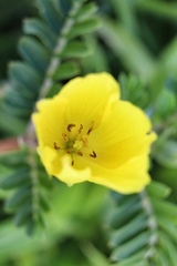 Tribulus cistoides