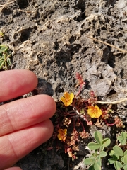 Portulaca okinawensis