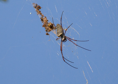 Trichonephila antipodiana