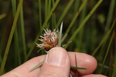 Pultenaea paleacea