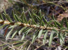 Pultenaea canescens