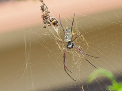 Trichonephila antipodiana