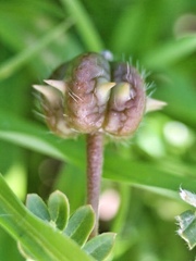Tribulus cistoides