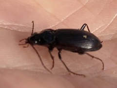 Nebria
