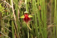 Calochilus grandiflorus