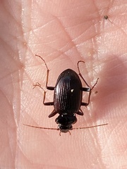 Nebria