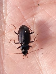 Nebria