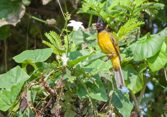 Rubigula flaviventris