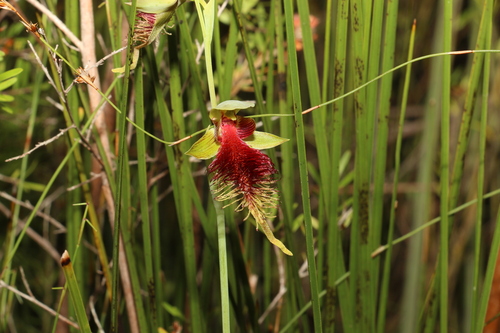 Image of Calochilus grandiflorus by (c) Greg Tasney, some rights reserved (CC BY-SA)