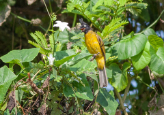 Rubigula flaviventris